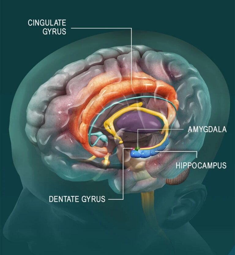 somatic trauma healing nervous system