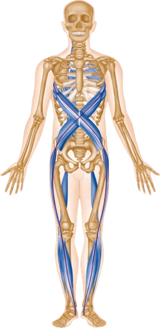 somatic trauma healing fascia
